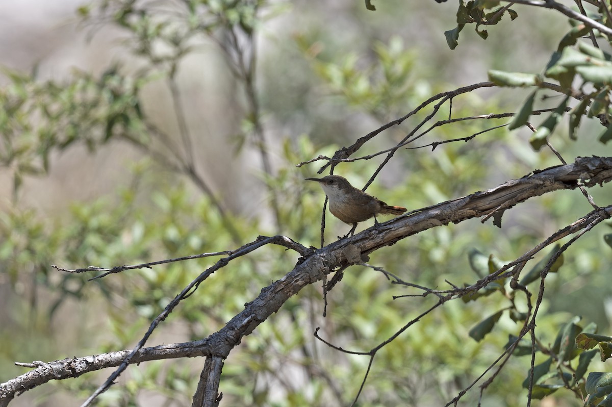 Canyon Wren - Susan Earnest