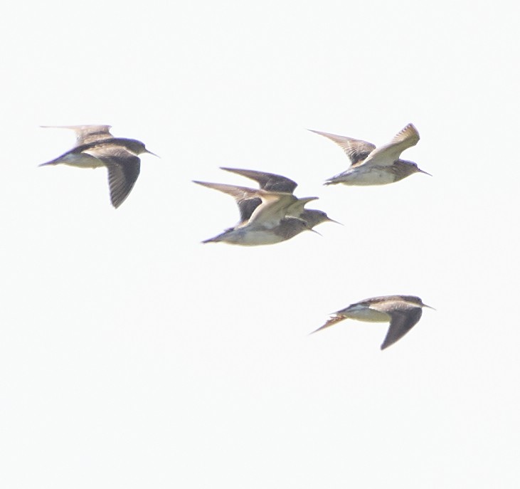 Pectoral Sandpiper - Sam Mitcham