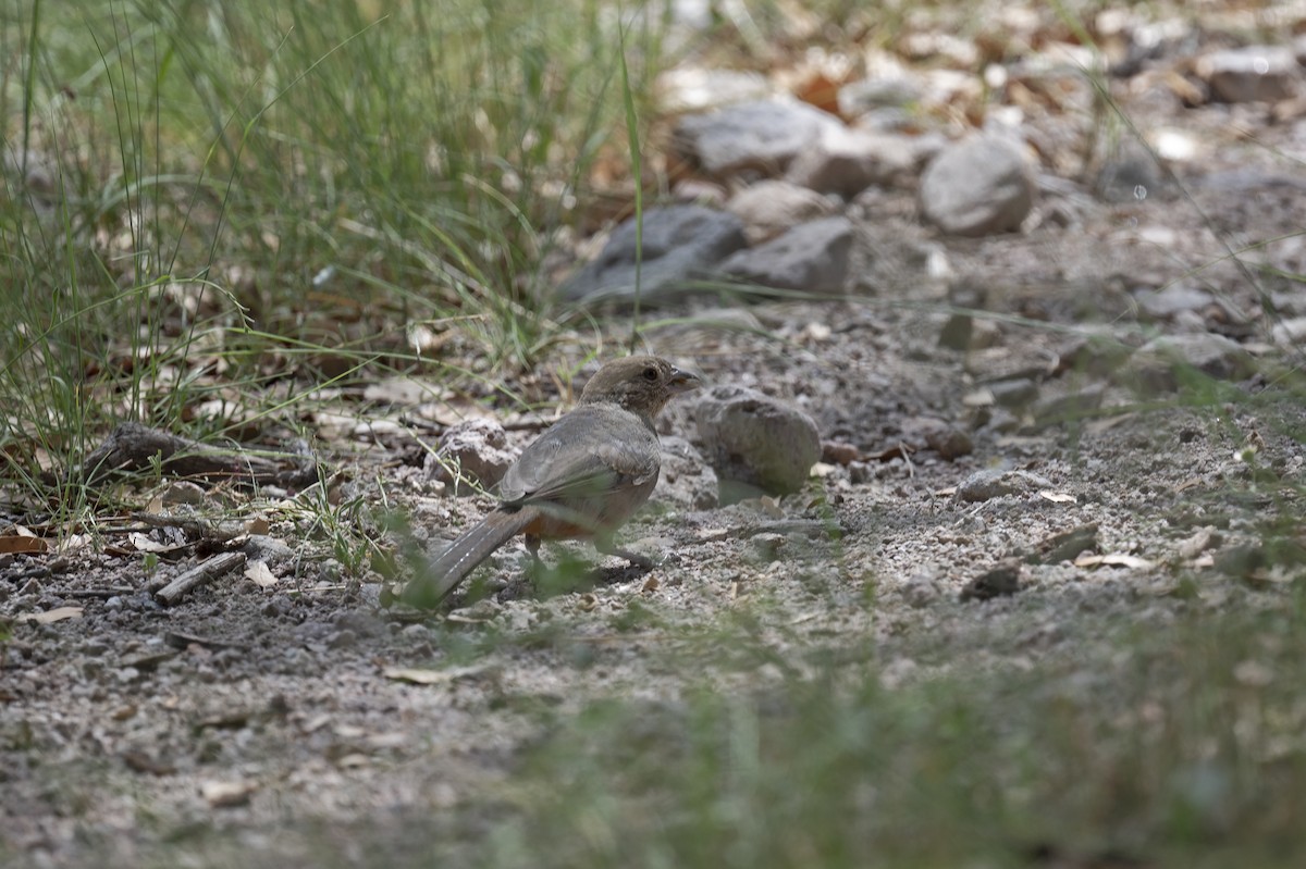 Canyon Towhee - Susan Earnest