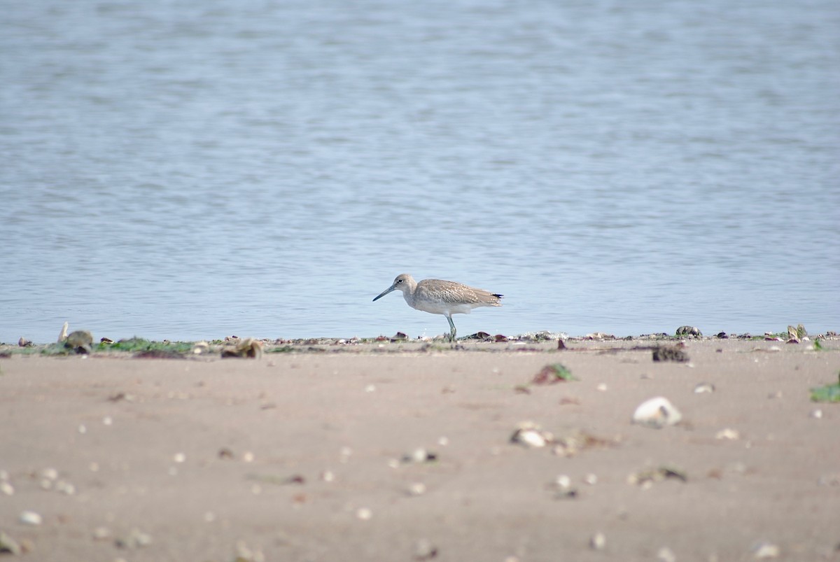 Willet - ML258477621