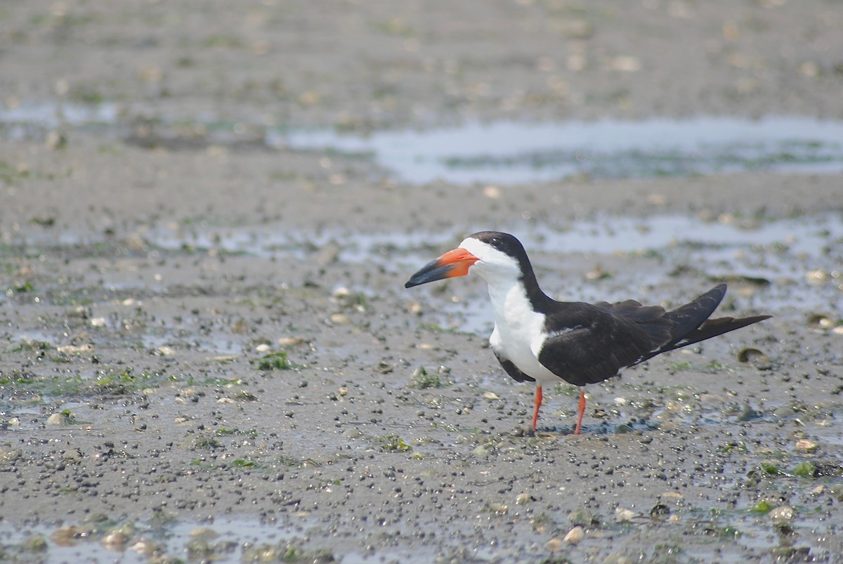 Black Skimmer - ML258477631