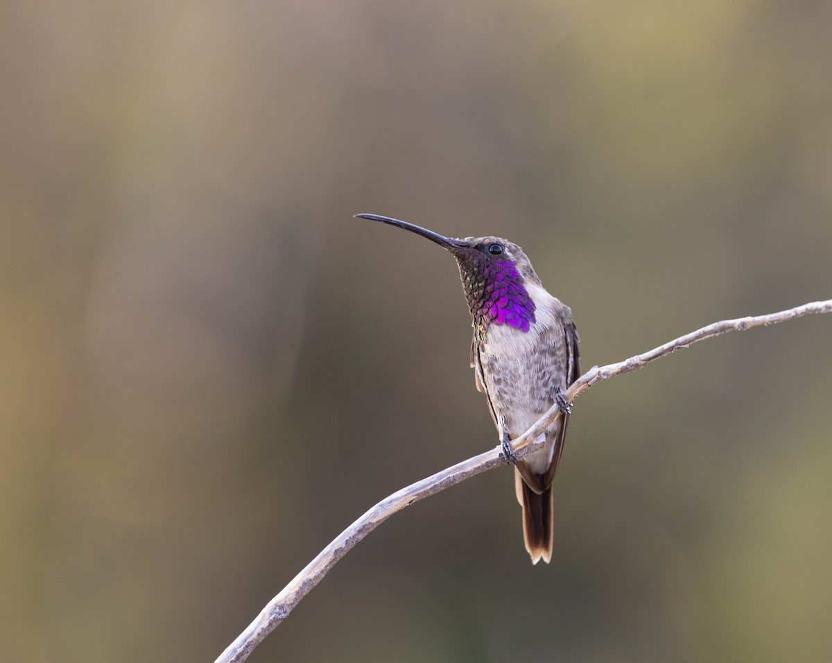 Lucifer Hummingbird - Quinn Willars 🦆(Hannah)