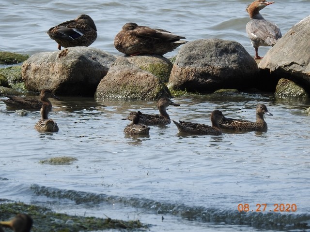 Blue-winged Teal - Dorothy Dunlap