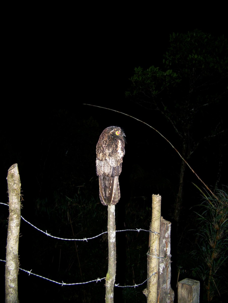 Andean Potoo - ML258481431