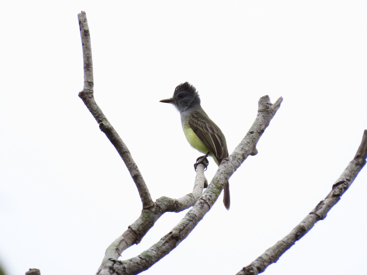 Sooty-crowned Flycatcher - ML258481501