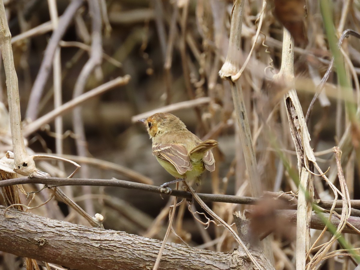 Fulvous-faced Scrub-Tyrant - ML258481831