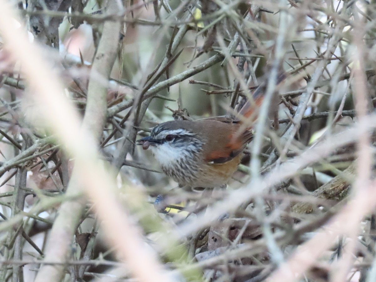 Necklaced Spinetail - ML258481861