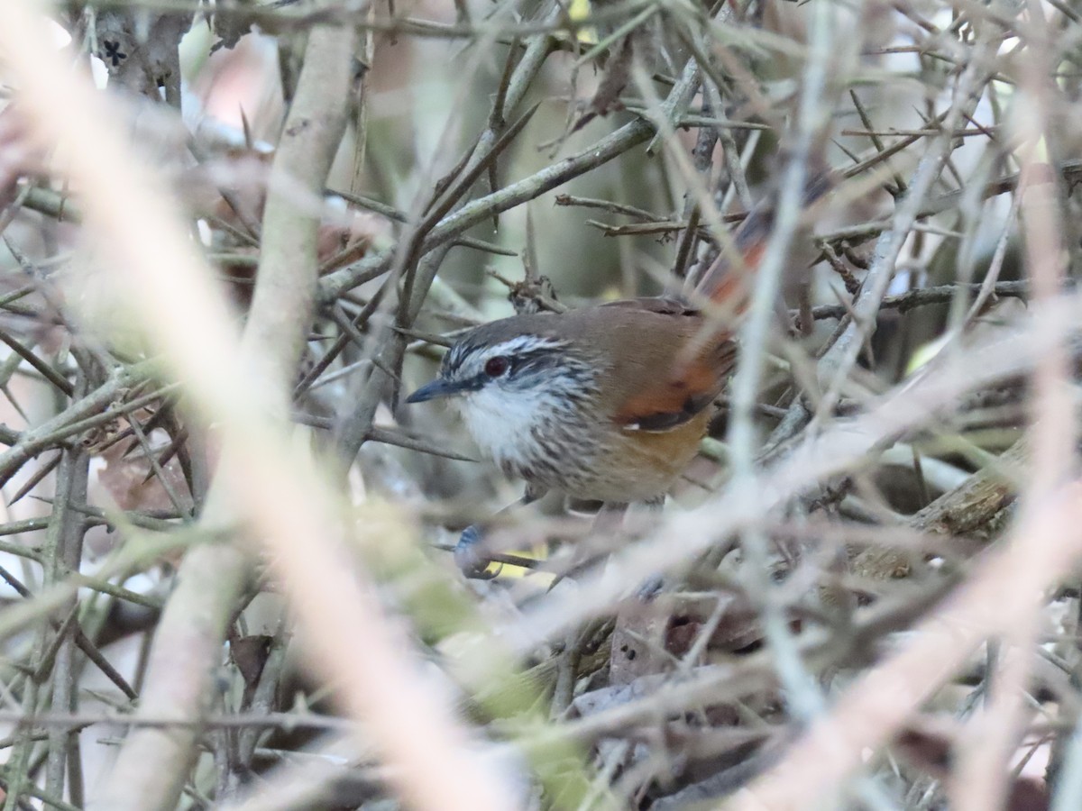 Necklaced Spinetail - ML258481871