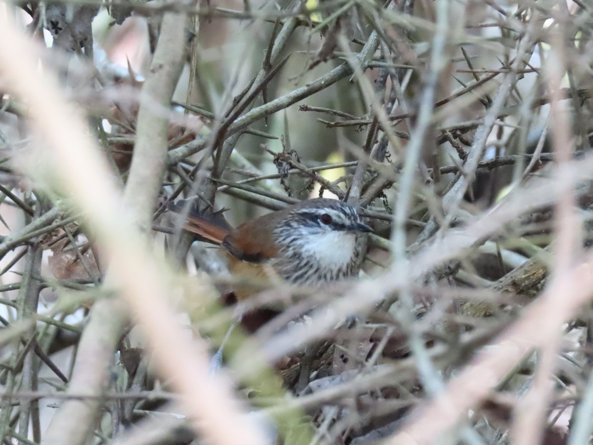 Necklaced Spinetail - ML258481891