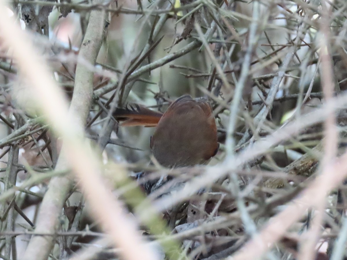 Necklaced Spinetail - ML258481921