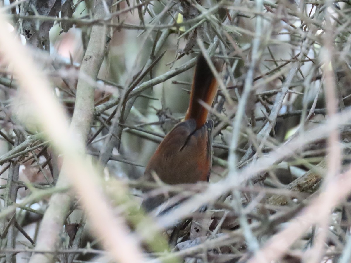 Necklaced Spinetail - Daniel Arias-Cruzatty @urban_ornis