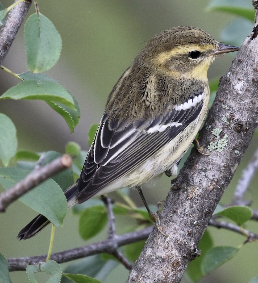 Blackburnian Warbler - Jeff Skevington