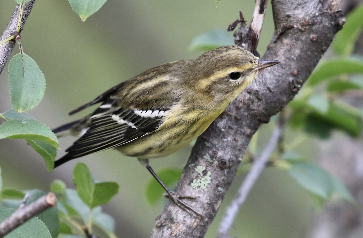 Blackburnian Warbler - Jeff Skevington