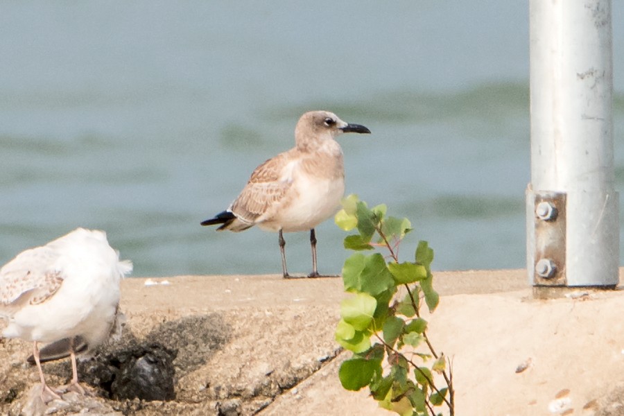Laughing Gull - Sue Barth