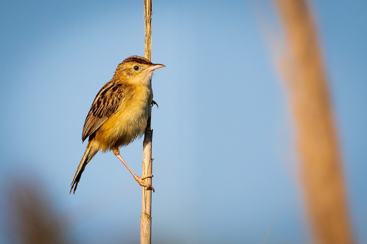 Zitting Cisticola - ML258485771