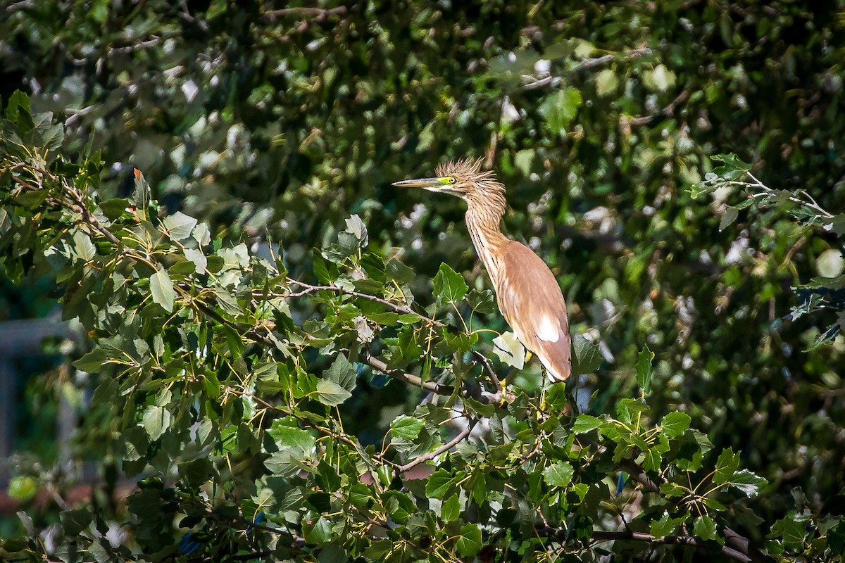 Squacco Heron - ML258489171