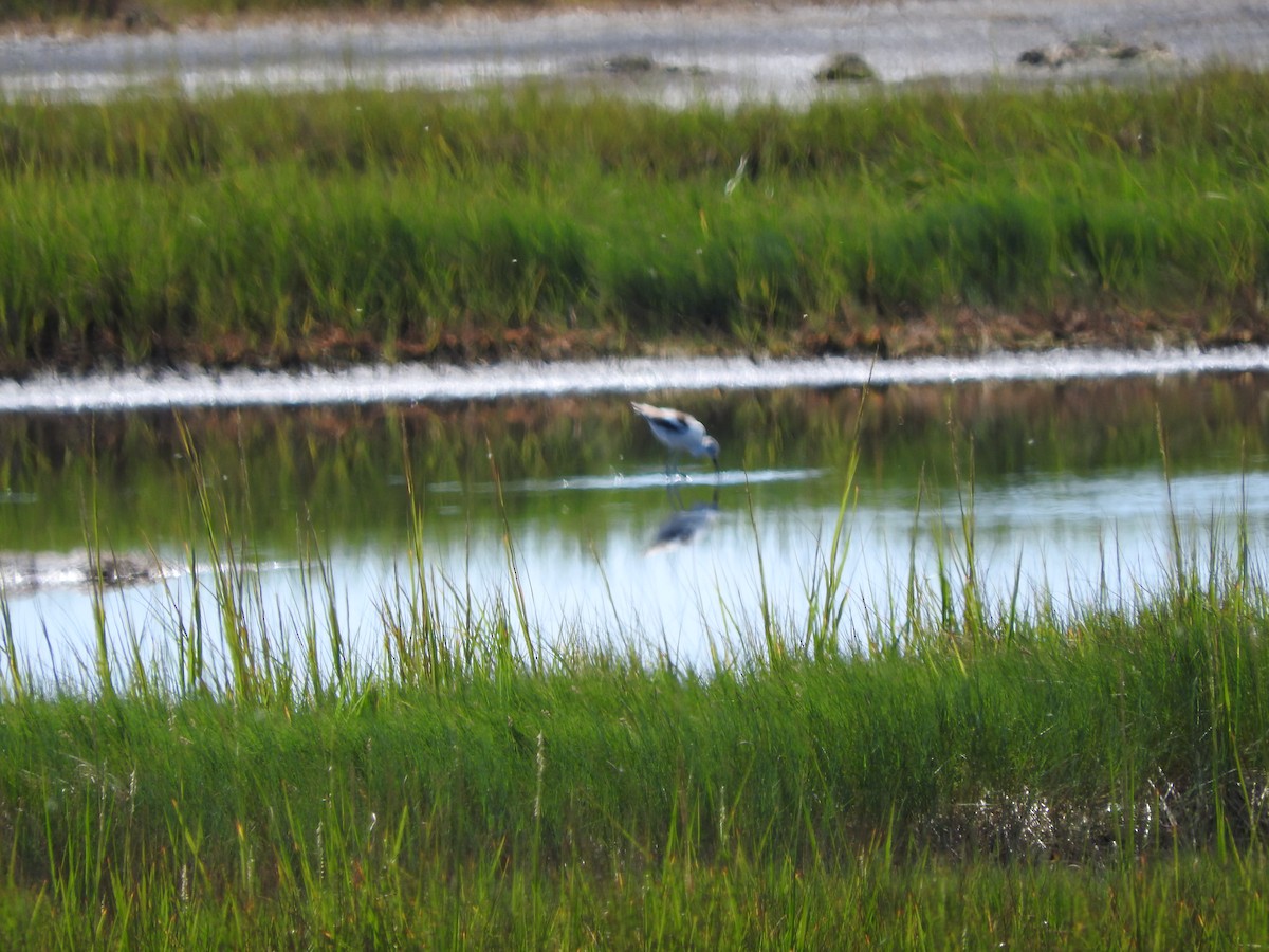 Avoceta Americana - ML258489561