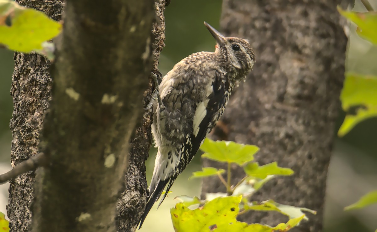 Yellow-bellied Sapsucker - André Gervais