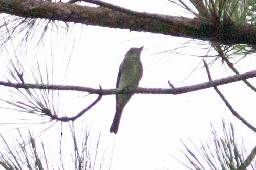 Eastern Wood-Pewee - Ann Van Sant