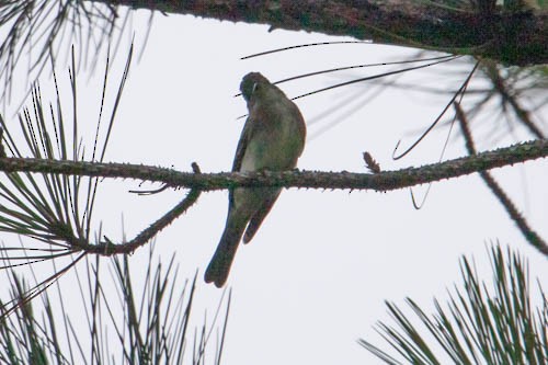 Eastern Wood-Pewee - ML258493911