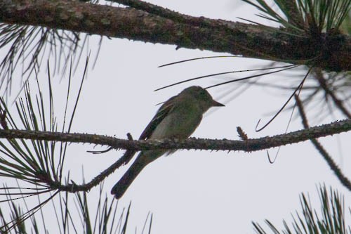 Eastern Wood-Pewee - ML258493921