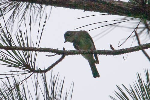 Eastern Wood-Pewee - ML258493941