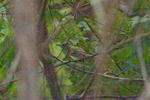 Weißaugenvireo - ML258493961