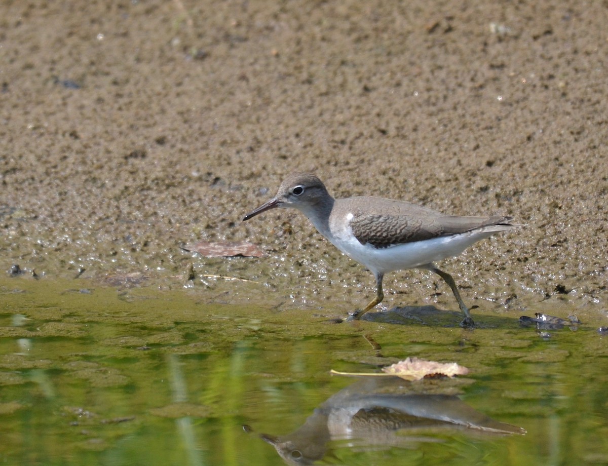 Chevalier grivelé - ML258494141