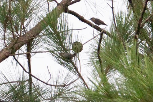 Brown-headed Nuthatch - ML258494271