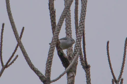 Blue-gray Gnatcatcher - ML258494301