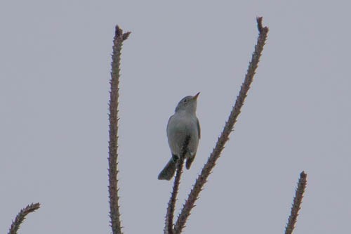 Blue-gray Gnatcatcher - ML258494311