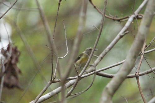 American Redstart - Ann Van Sant