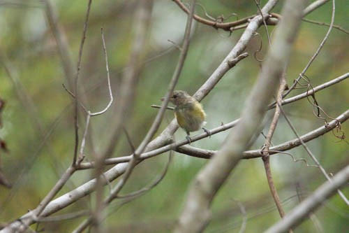 American Redstart - Ann Van Sant