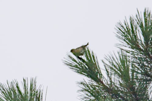 Prairie Warbler - Ann Van Sant