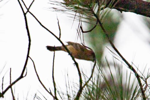 Blue Grosbeak - Ann Van Sant