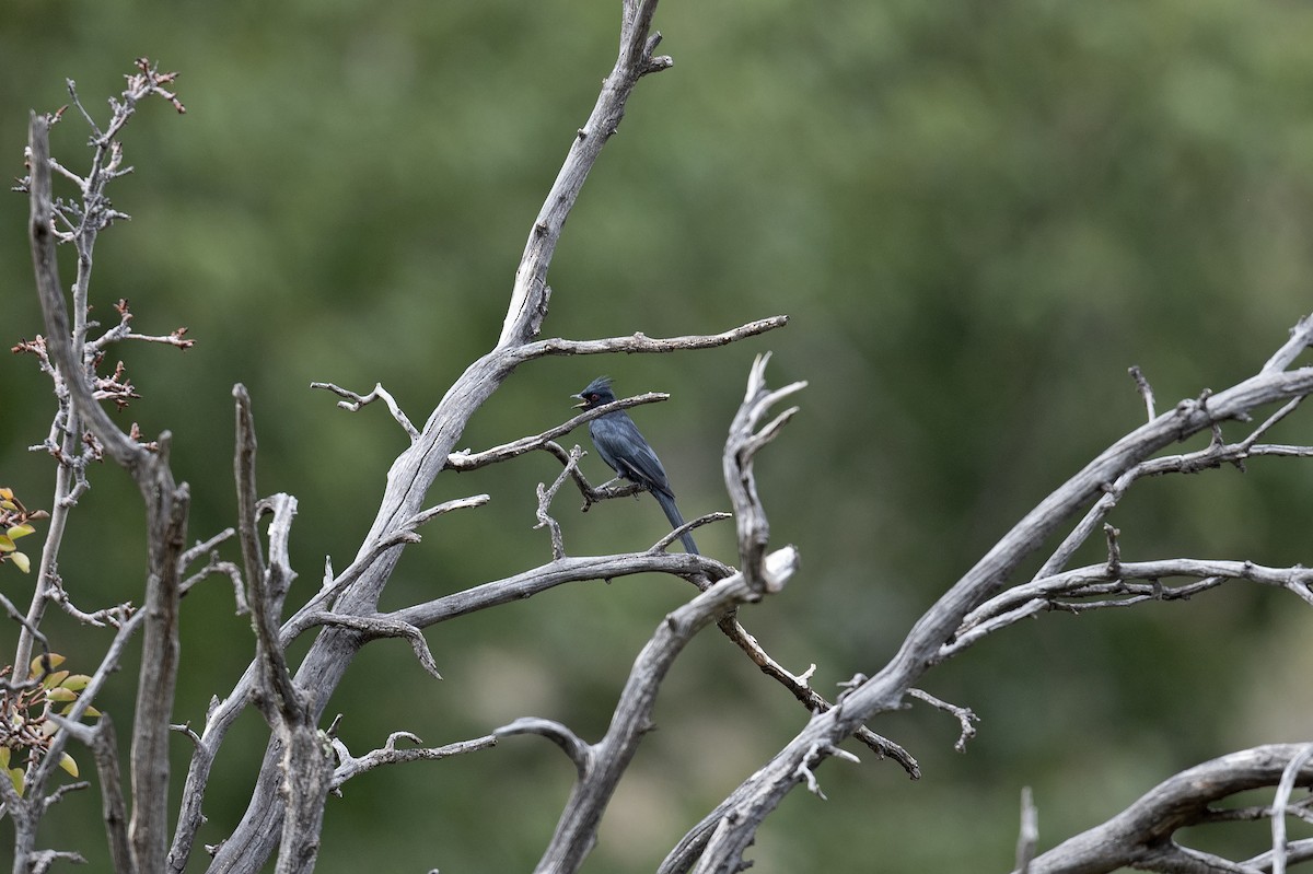 Phainopepla - Susan Earnest