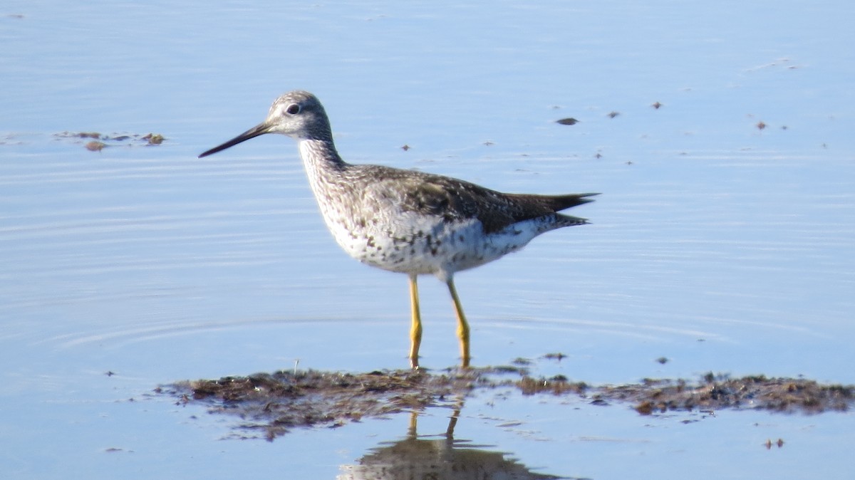 Greater Yellowlegs - James Hirtle