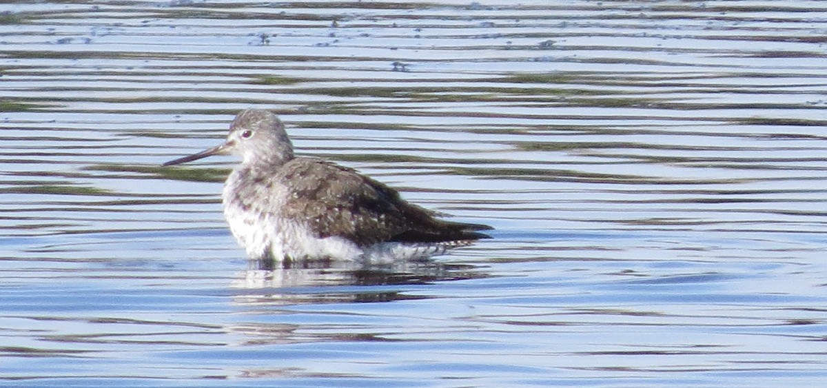 Greater Yellowlegs - James Hirtle