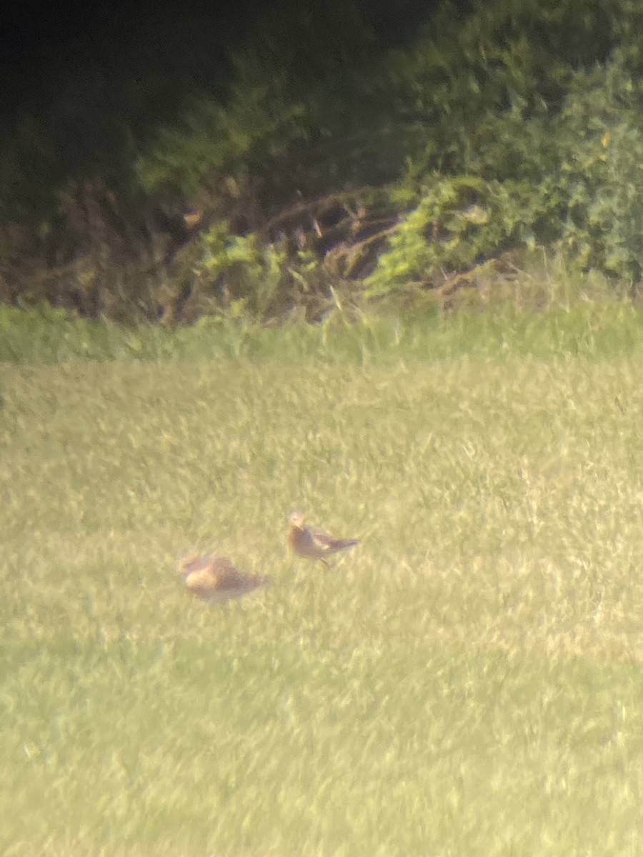 Buff-breasted Sandpiper - ML258495741