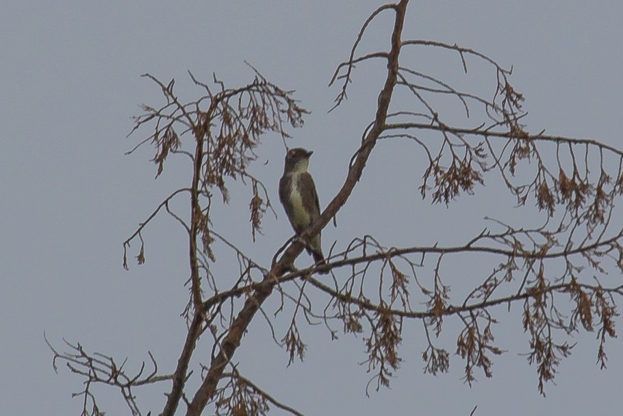 Olive-sided Flycatcher - ML258498681