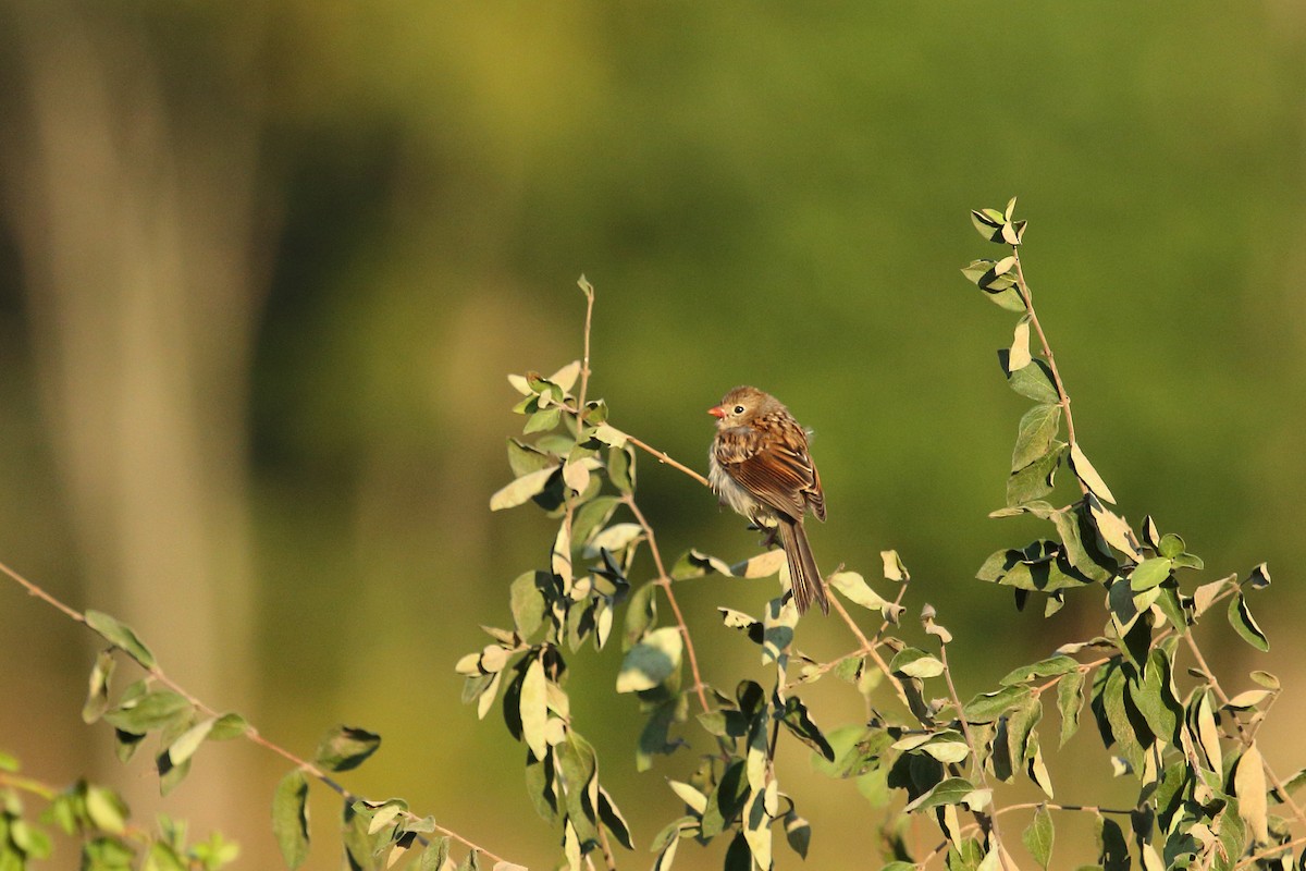 Field Sparrow - Raaj  Bora