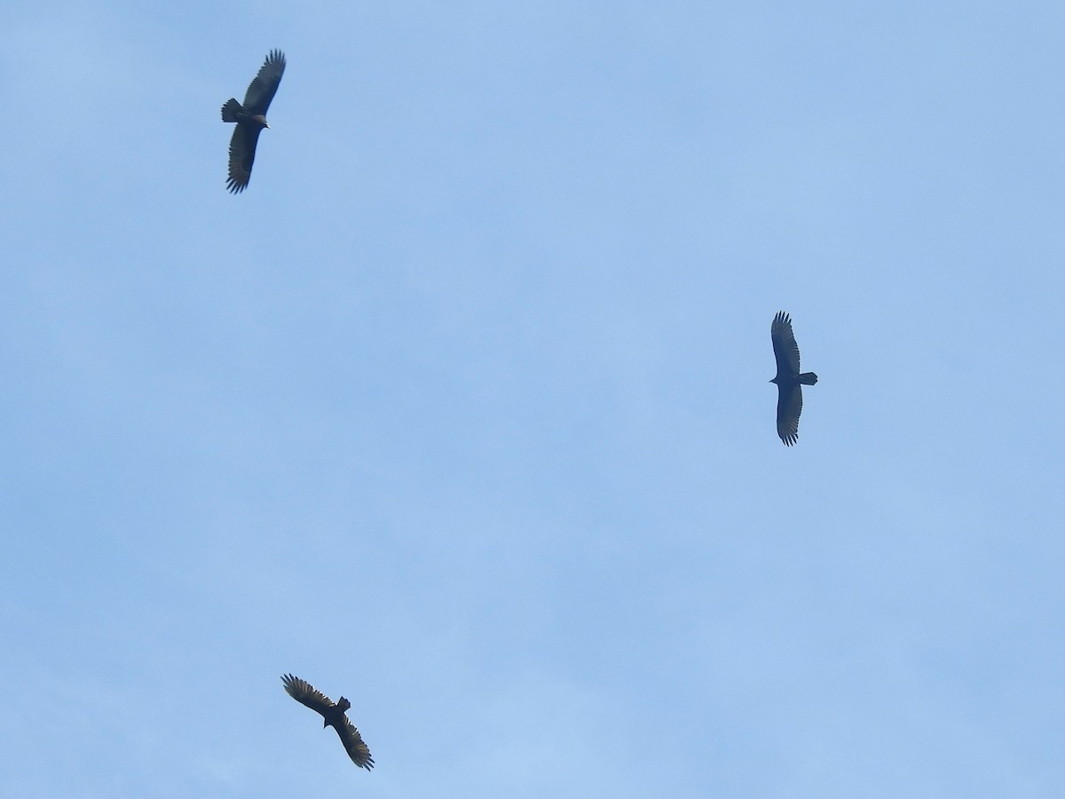 Turkey Vulture (Northern) - ML258500261