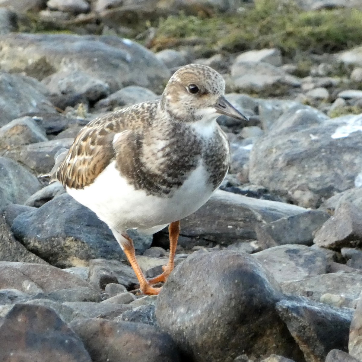 Ruddy Turnstone - ML258500621