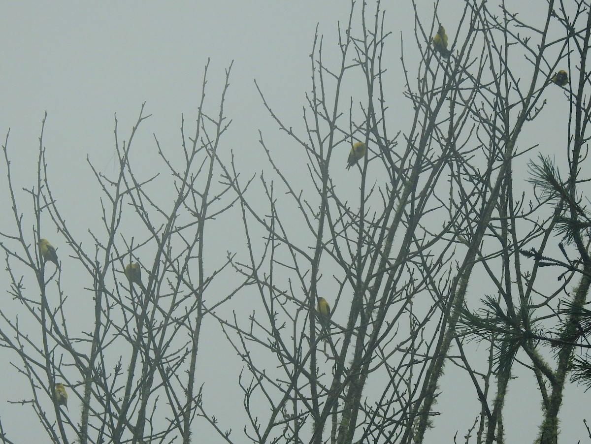 American Goldfinch - ML258500761