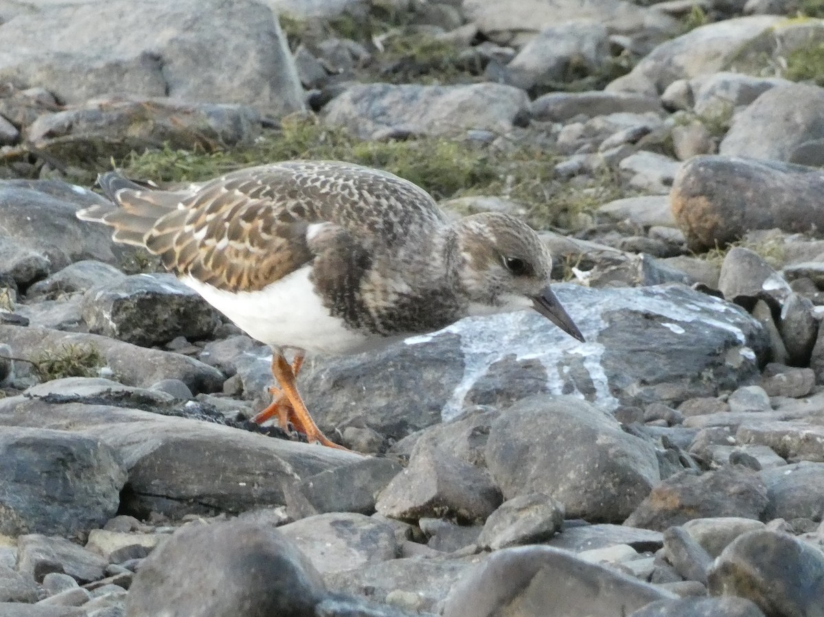 Ruddy Turnstone - ML258500941