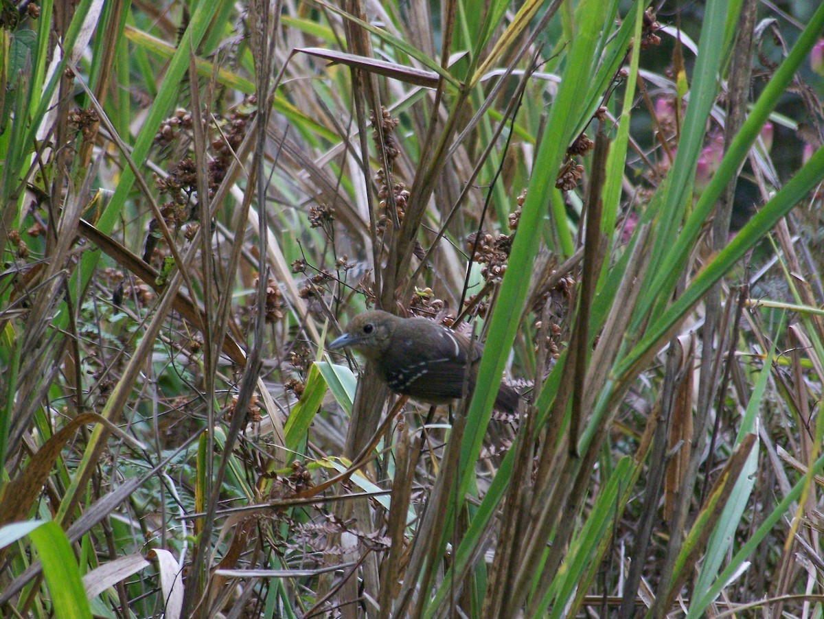 Black-crowned Antshrike - ML258501101