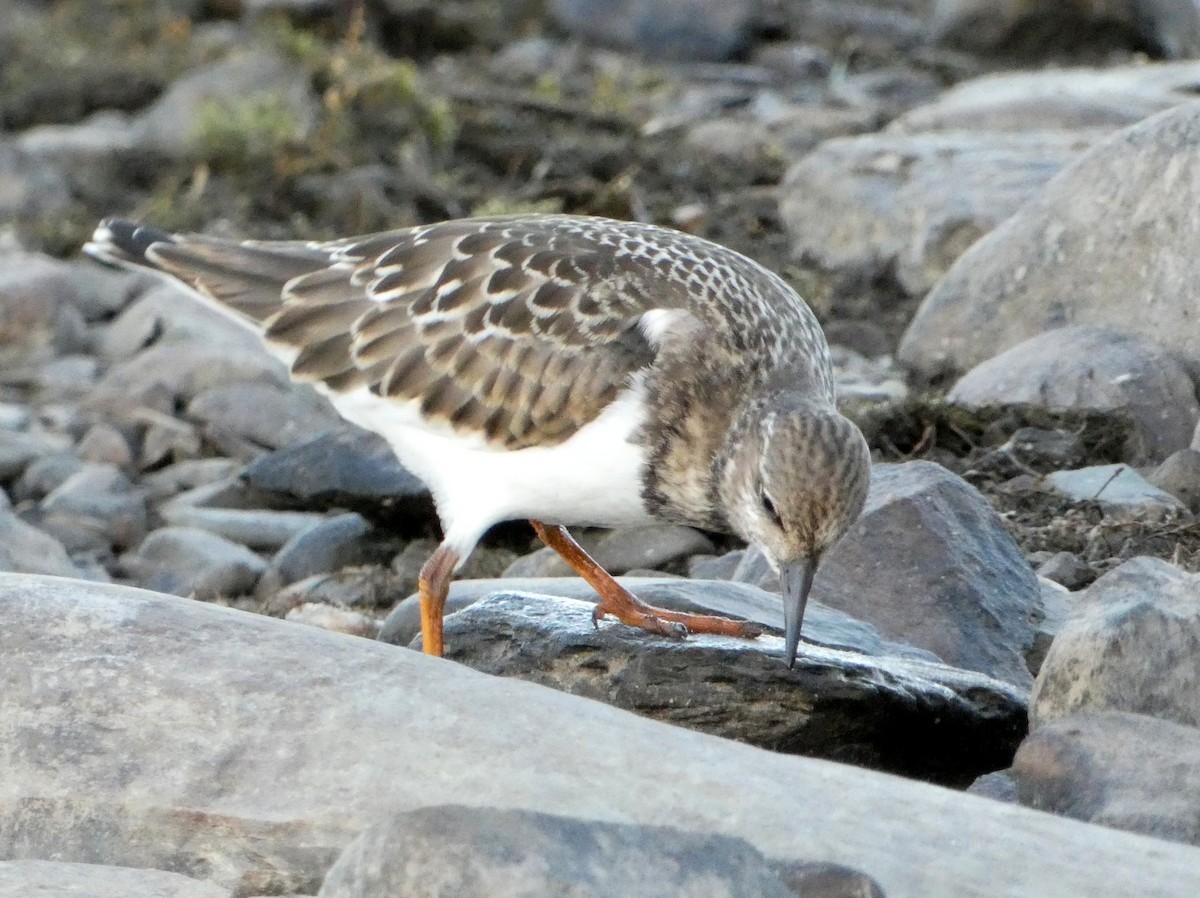 Ruddy Turnstone - ML258501141