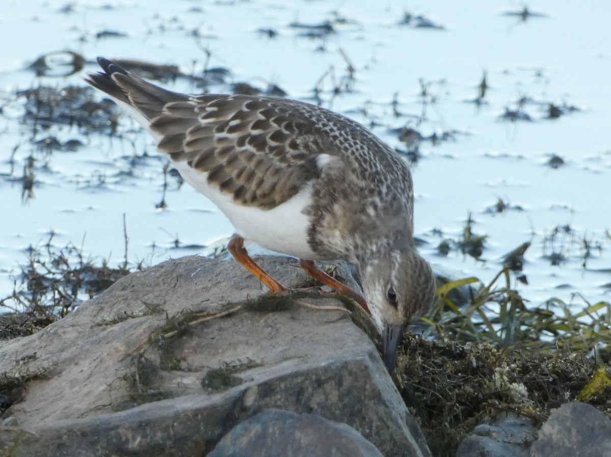 Ruddy Turnstone - ML258501161