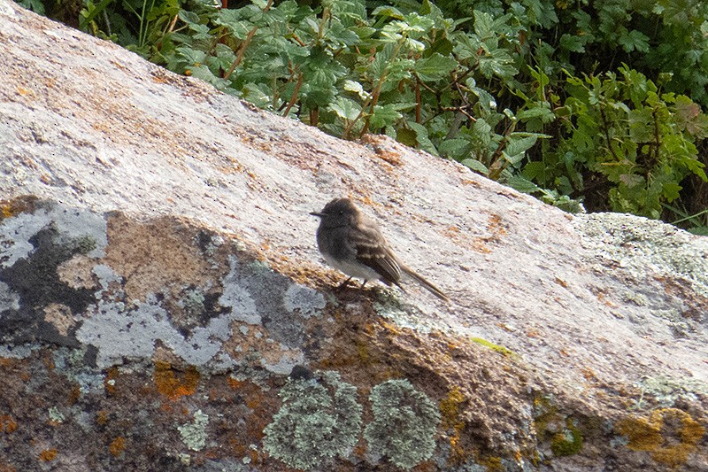 Black Phoebe - ML258501181