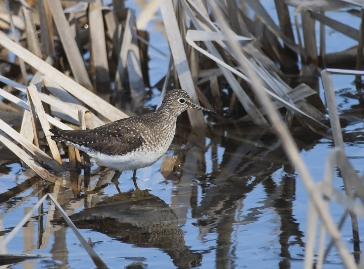 Solitary Sandpiper - ML258501381